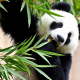 Oso Panda